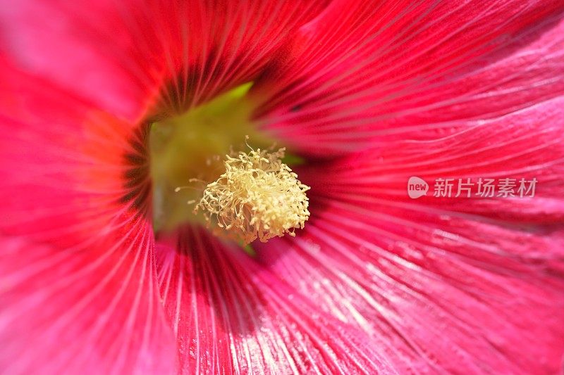 Hollyhock或Alcea rosea